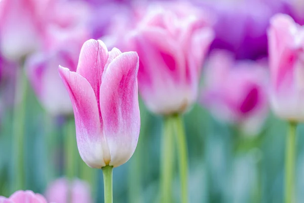 Управління Skagit Долина Орегон Tulip поля — стокове фото