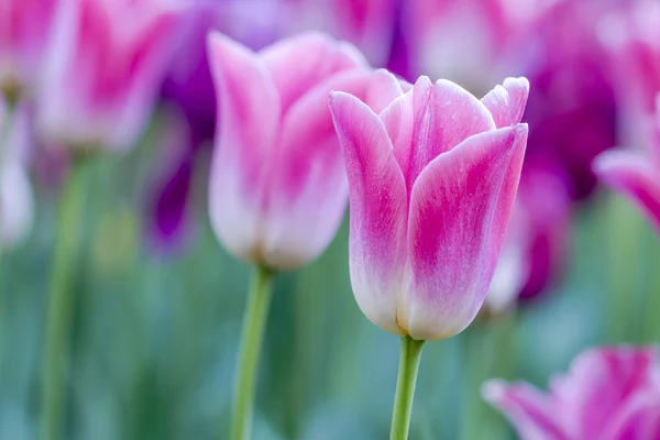 Skagit Valley Oregon tulpenvelden — Stockfoto