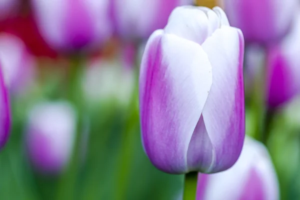 Skagit Valley Oregon tulpenvelden — Stockfoto