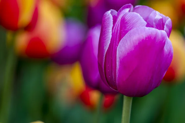 Skagit Valley Oregon Tulip Fields — Stock Photo, Image