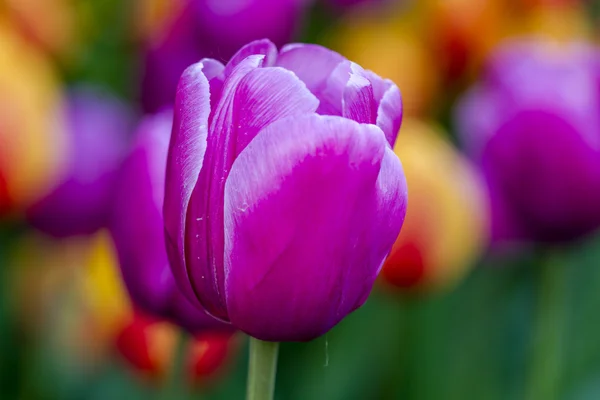 Управління Skagit Долина Орегон Tulip поля — стокове фото