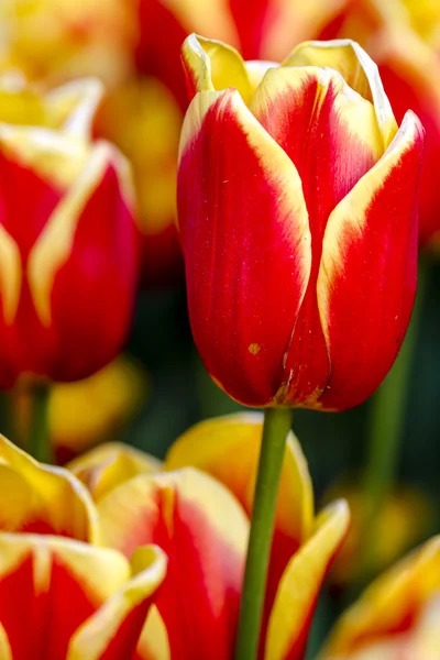 Skagit Valley Oregon Tulip Fields — Stock Photo, Image