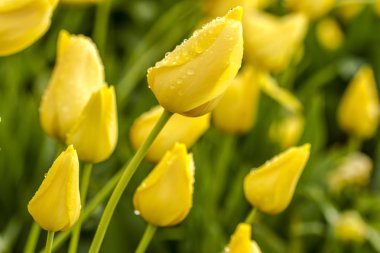 Woodburn Oregon Tulip alanları