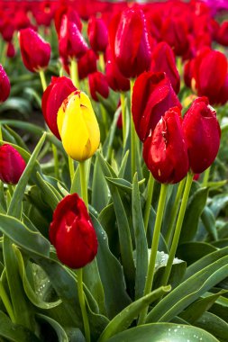 Woodburn Oregon Tulip alanları