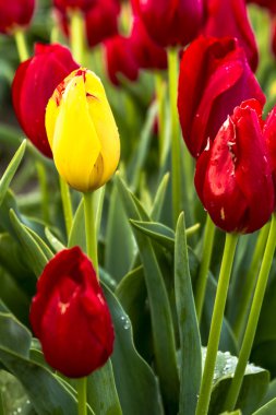 Woodburn Oregon Tulip alanları