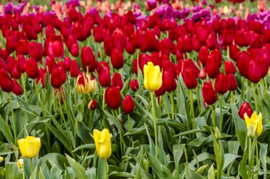 Woodburn Oregon Tulip alanları