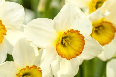 Woodburn Oregon Tulip alanları