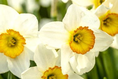 Woodburn Oregon Tulip alanları