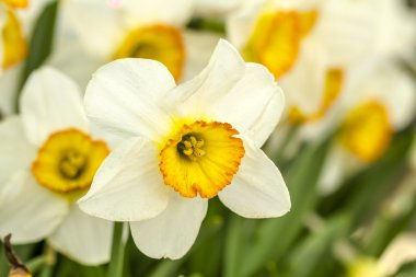 Woodburn Oregon Tulip alanları