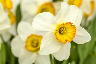 Woodburn Oregon Tulip alanları
