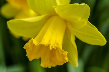 Woodburn Oregon Tulip alanları