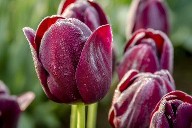 Woodburn Oregon Tulip alanları