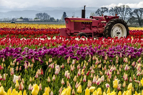 Woodburn Oregon tulpenvelden — Stockfoto