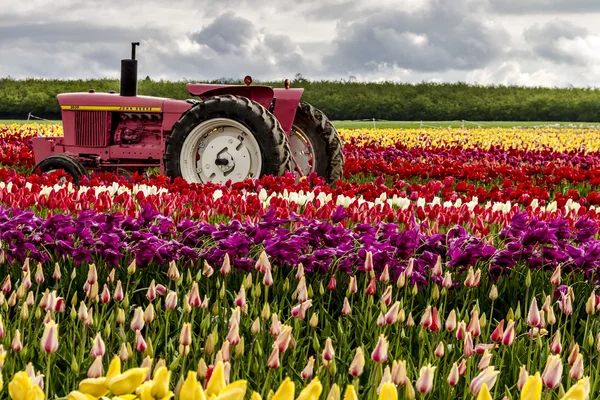 Woodburn Oregon Tulip Fields — Stock Photo, Image