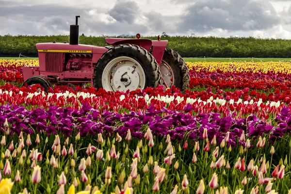 Woodburn Oregon Tulip Fields — Zdjęcie stockowe