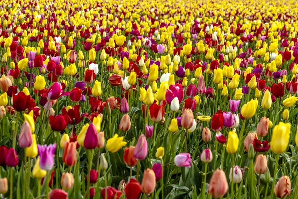 Woodburn Oregon Tulip Fields