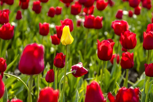 Woodburn Oregon Tulip Fields — Stock Photo, Image