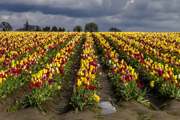 Woodburn Орегон Tulip поля — стокове фото