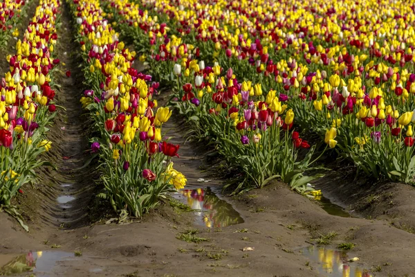 Woodburn Oregon Tulip Fields