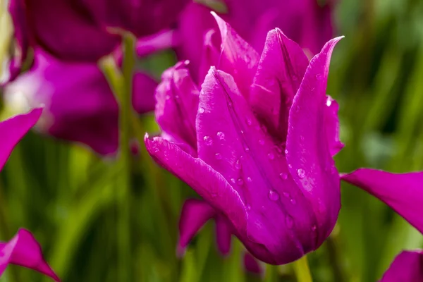 Brûlis de bois champs de tulipes de l'oregon — Photo