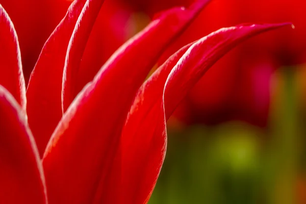 Woodburn Oregon Tulip Fields — Zdjęcie stockowe