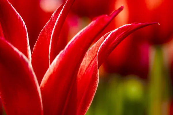 Brûlis de bois champs de tulipes de l'oregon — Photo