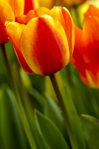 Woodburn Oregon Tulip alanları — Stok fotoğraf