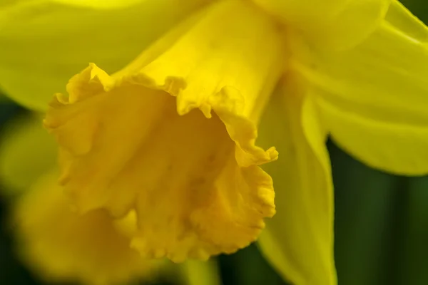 Campos de tulipas woodburn oregon — Fotografia de Stock