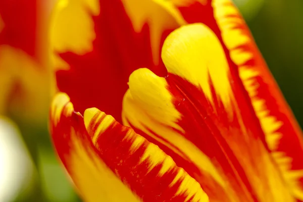 Woodburn Oregon Tulip alanları — Stok fotoğraf