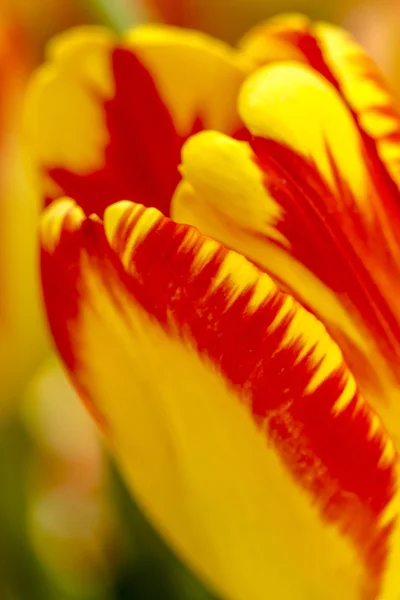 Woodburn Oregon Tulip alanları — Stok fotoğraf