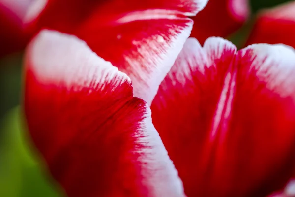 Brûlis de bois champs de tulipes de l'oregon — Photo