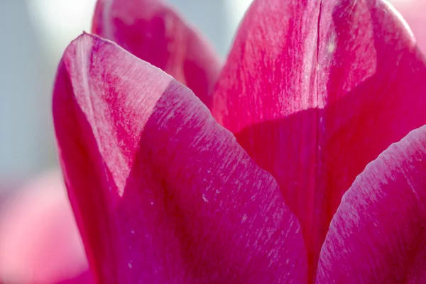 Woodburn Oregon Campos de Tulipán —  Fotos de Stock