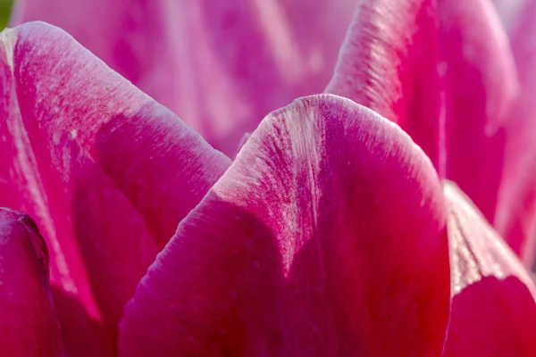 Woodburn Oregon Tulip Fields — Zdjęcie stockowe
