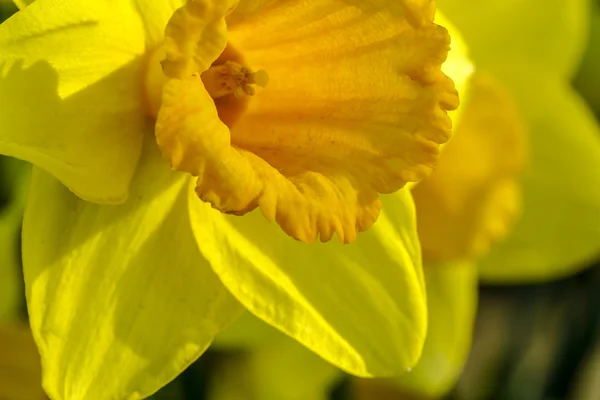 Campos de tulipas woodburn oregon — Fotografia de Stock
