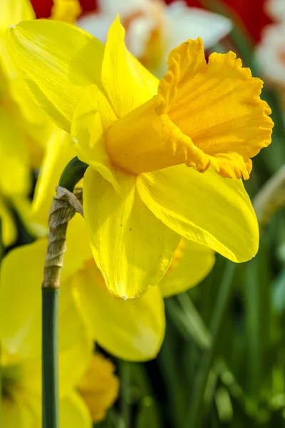 Campos de tulipas woodburn oregon — Fotografia de Stock