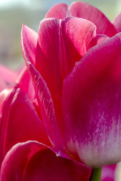 Woodburn Oregon Tulip Fields — Stock Photo, Image