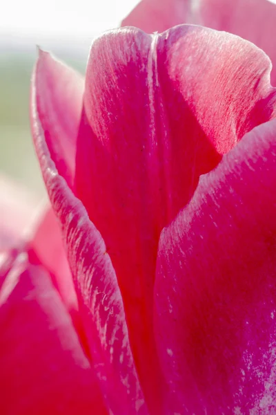 Woodburn Oregon Tulip Fields — Stock Photo, Image