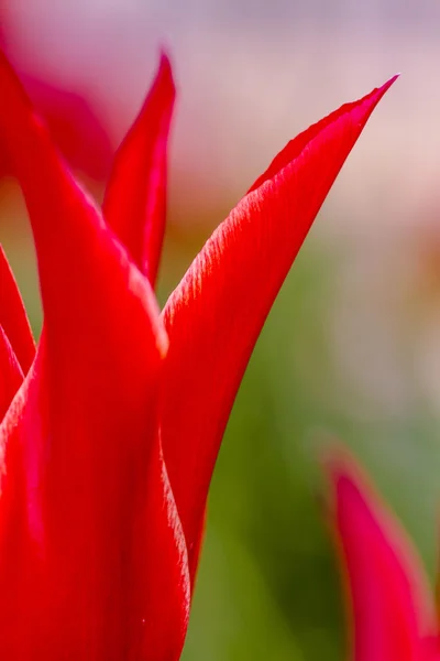 Woodburn Oregon Campos de Tulipán — Foto de Stock