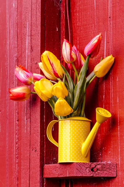 Woodburn, Oregon tulipán mezők — Stock Fotó