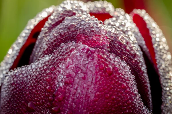 Woodburn Oregon Tulip Fields — Stock Photo, Image