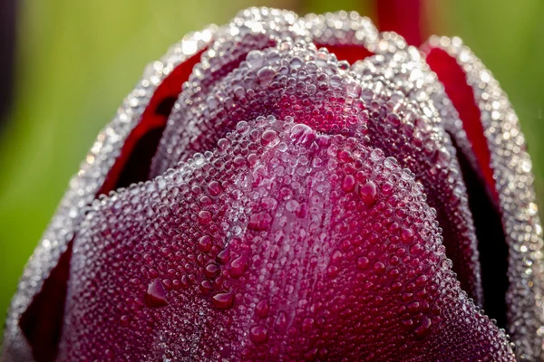 Woodburn Oregon Tulip Fields — Stock Photo, Image