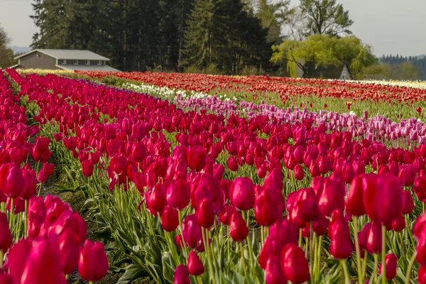 Woodburn Oregon tulpenvelden — Stockfoto