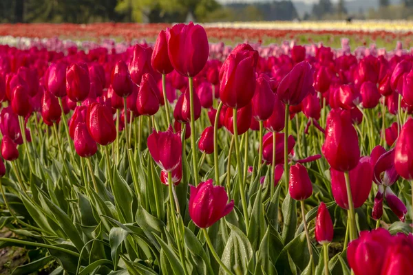 Woodburn Орегон Tulip поля — стокове фото