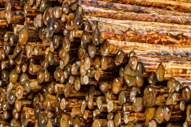 Logging Industry Log Yard clipart