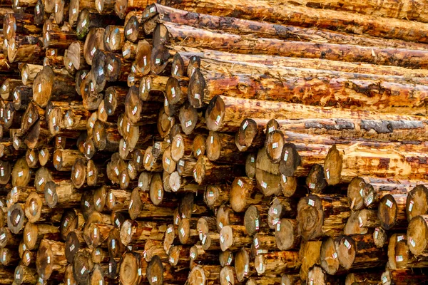 Logging Industry Log Yard — Stock Photo, Image