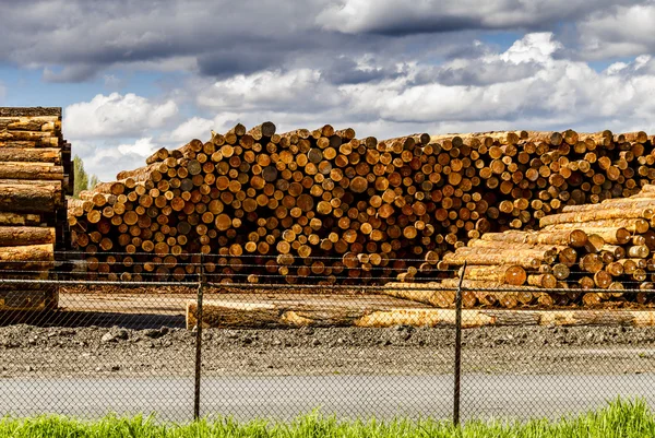 Loggning av industrin Log gård — Stockfoto