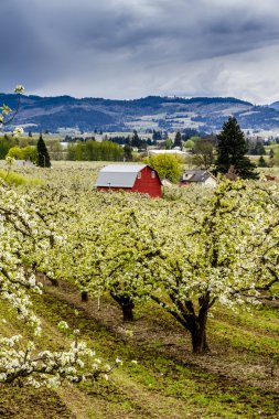 Oregon armut bahçelerinde kırmızı ahır