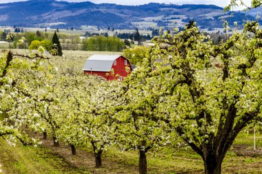 Oregon armut bahçelerinde kırmızı ahır