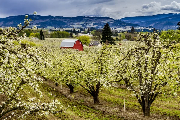 Grange rouge dans les vergers de poiriers de l'Oregon — Photo