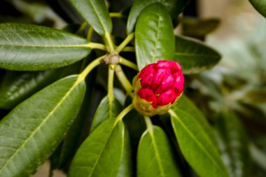 Ormangülü çiftliğinde çeşitli çiçek açan ağaçlar